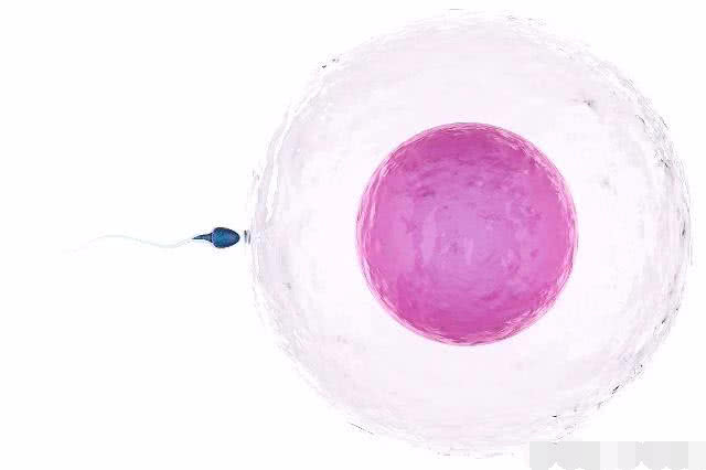 未来排卵之后卵子存活多长时间"建立合作"-第2张图片-中天博客