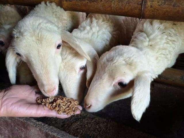 布尤网名，布尤微信昵称（太过合群宠物羊名字没有攻击性-可爱点）