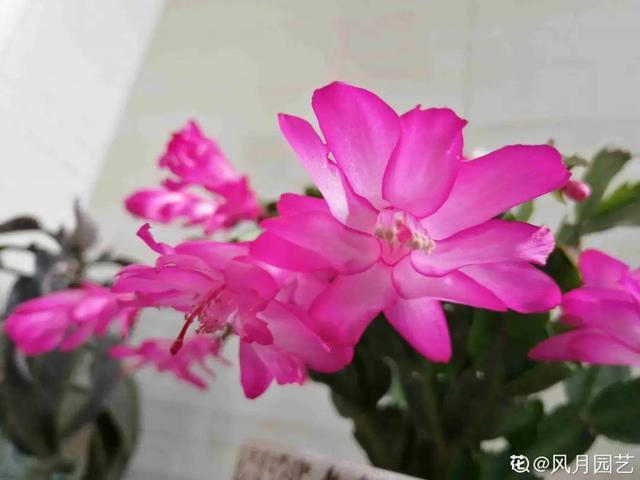 金鱼草怎么养，1种花长得像金鱼（金鱼草怎么养殖维护啊）