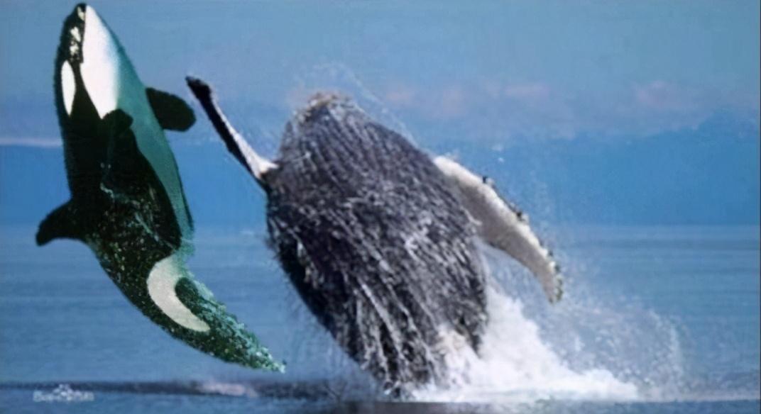 虎鲸为什么怕座头鲸(详解座头鲸有殴打虎鲸的习惯)