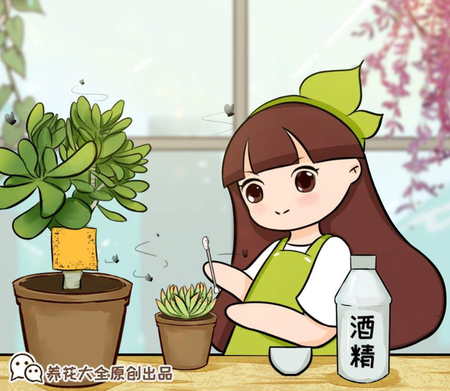 家里有虫子怎么办能除根，家里有虫子怎么除根（养花最怕遇到4种虫害）