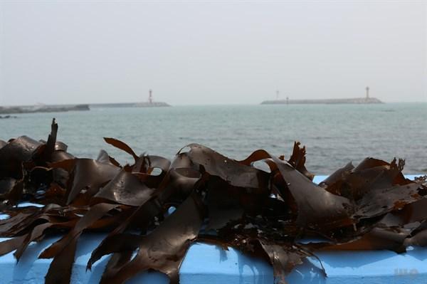海带有什么营养，海带除了碘没其他营养了