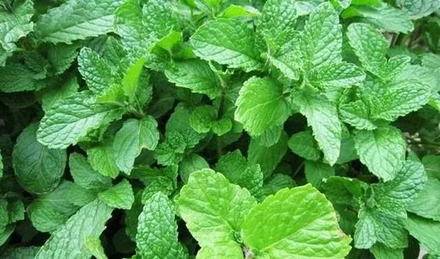 车辙子功效与作用子怎么吃，车前子的功效与作用吃法（春天丨永安的春天最美的）