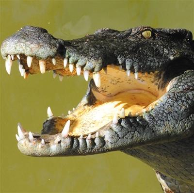 最近,猛兽国内银幕上登陆了一部不折不扣的电影野兽灾难片《狂暴凶狮