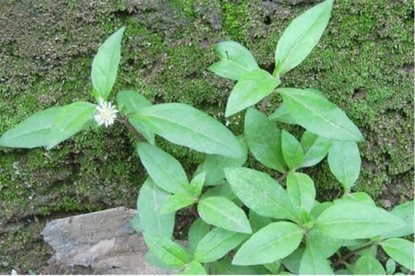 荠菜的营养价值，荠菜的营养价值和功效（在农村含钙量堪比钙片的四种野菜）