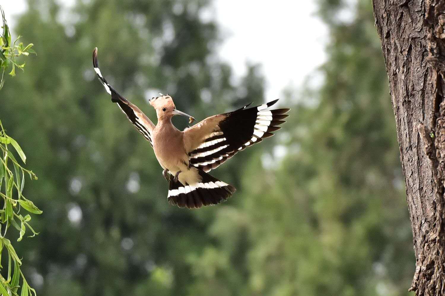 啄木鸟的特点和外貌描写(南郊宾馆有一对漂亮的鸟儿:戴胜)