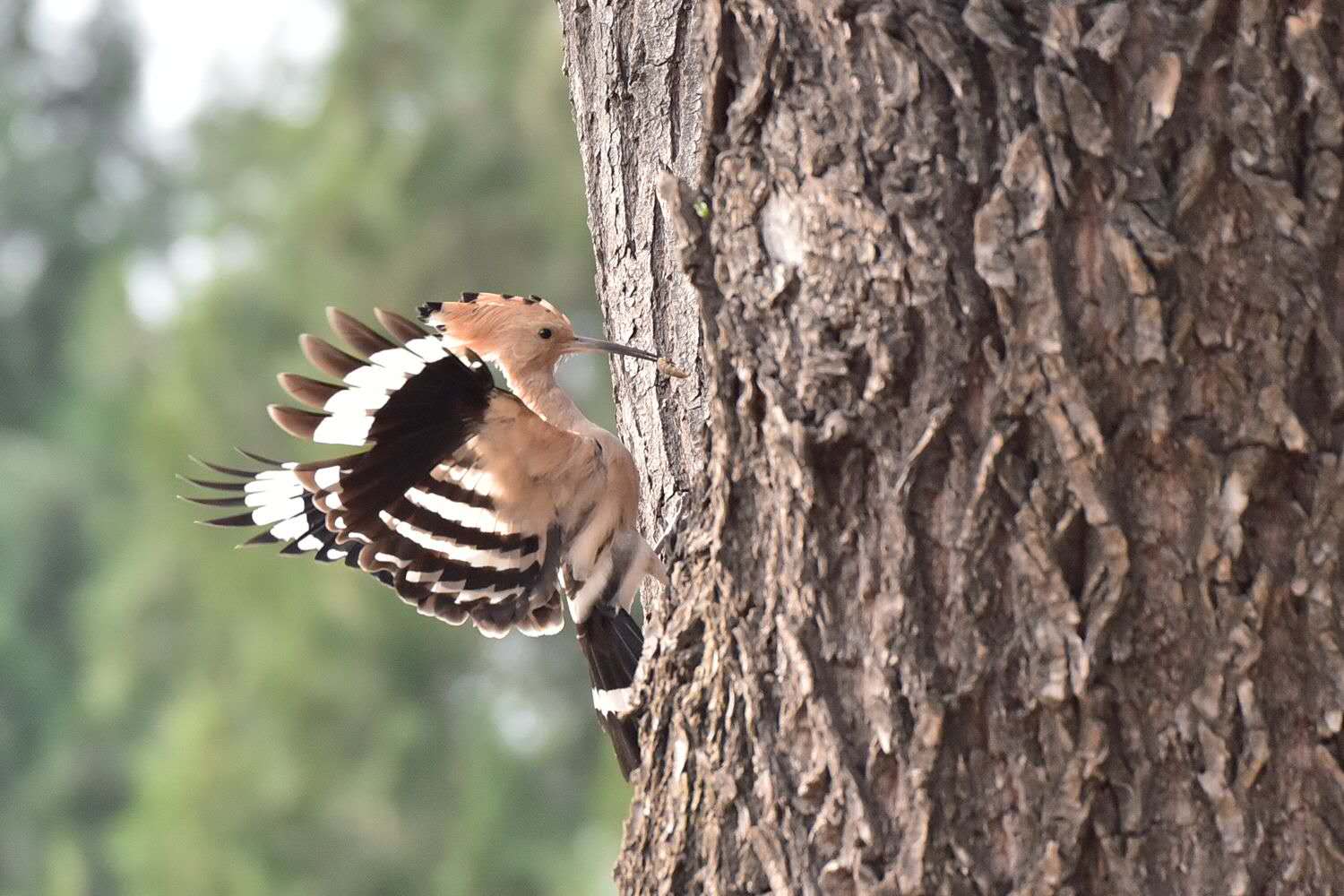 头顶具凤冠状羽冠;嘴形细长,栖息于山地,平原,森林,林缘,路边,河谷