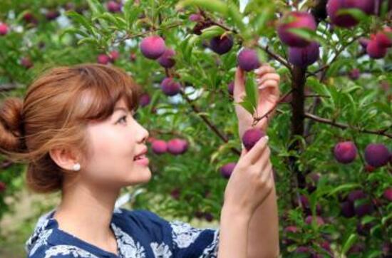 口感最好李子品种，哪个品种的李子好吃（安哥诺李味美核小价最高）