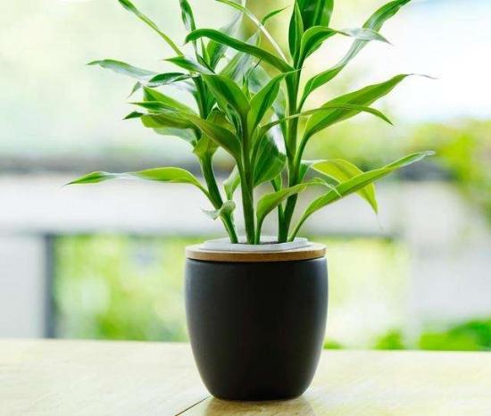 属牛的人家里摆放什么最好，属牛的人家中摆放什么最聚财运（十二生肖养什么植物旺财）