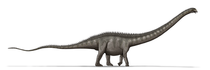 蜥臀目-蜥脚类.梁恐龙是个巨大的恐龙,它脖子长7.8米,尾巴13.5米.