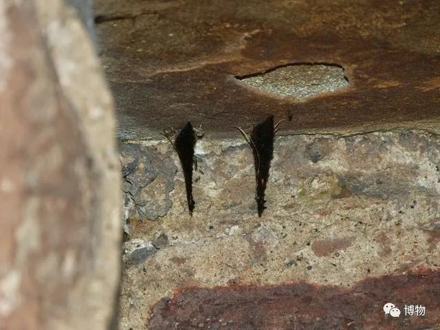 有毒的蝴蝶是啥，有毒的蝴蝶是啥品种（为什么冬天看不到蝴蝶）