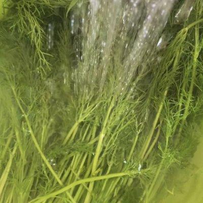 小茴香的吃法大全，小茴香的吃法（这道小茴香爆汁大肉饺子简单快手）