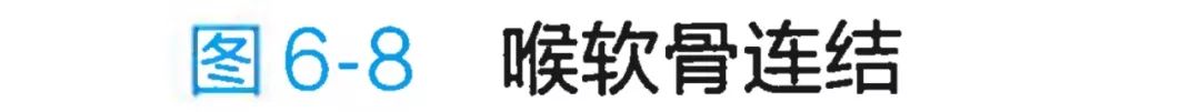 气管和肺的连接处叫什么，哪里是气管（-呼吸科医生得人手一份）