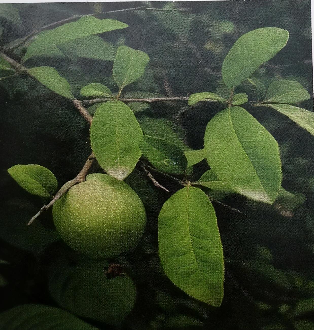 木瓜的功效与作用禁忌有哪些(木瓜居然还是一味中药)-第1张图片-郝囷