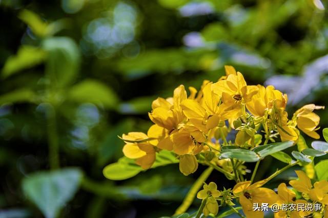 驱蛇最厉害的植物，听说二十蛇怕凤仙花（农家院子种上这4种东西）