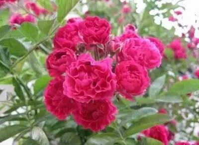 野蔷薇的花语是什么，野蔷薇的花语与寓意是什么（100种花的花语，太全了）