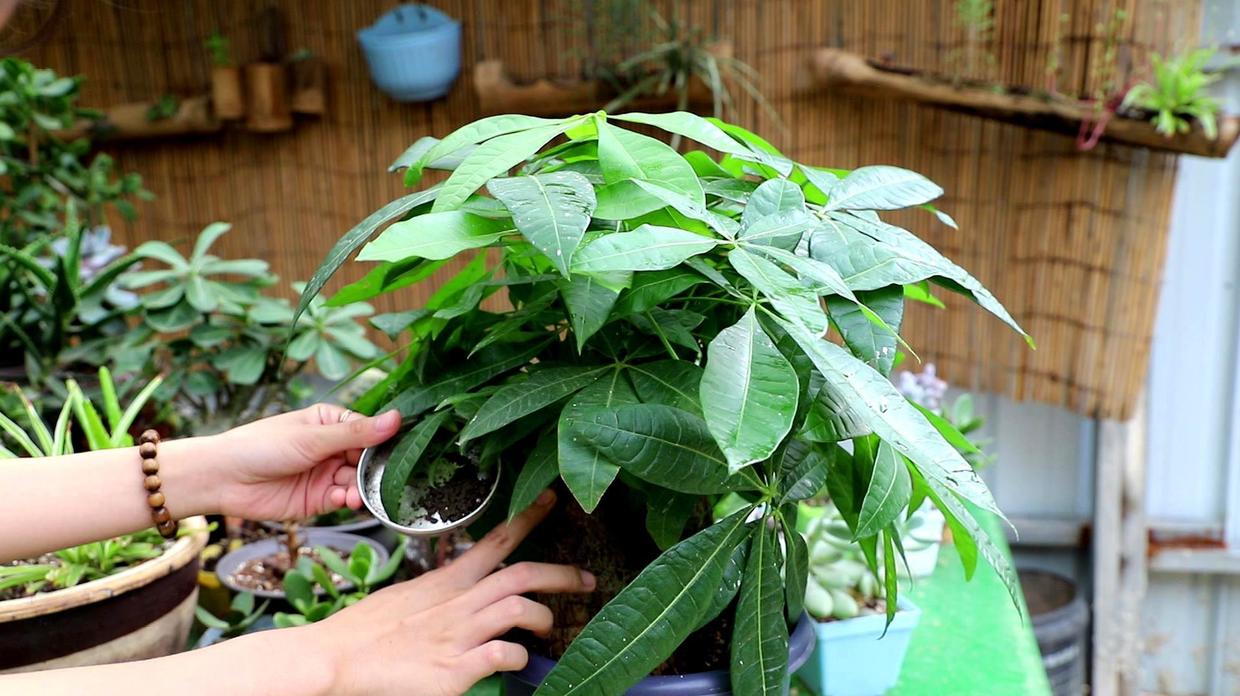 發財樹怎麼養才能更旺盛(讓發財樹枝繁葉茂幾個小技巧)