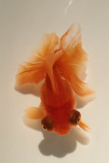 金鱼品种图片大全介绍 名称(不认识金鱼的快进来看看,十二种常见金鱼