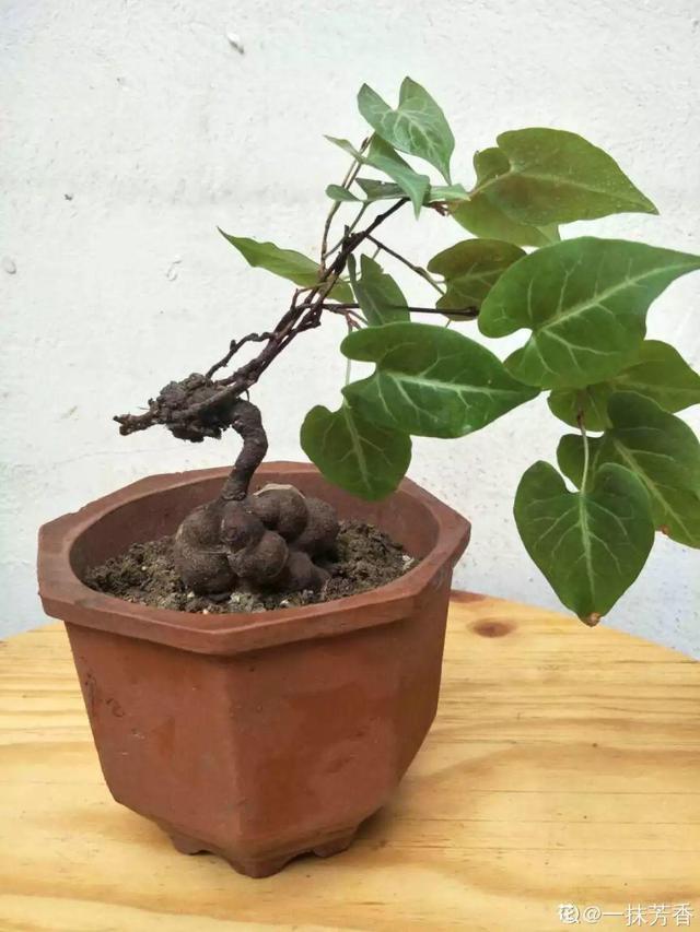 枸杞根的功效与作用，枸杞根的作用与功效（明年呼呼长成小盆栽）