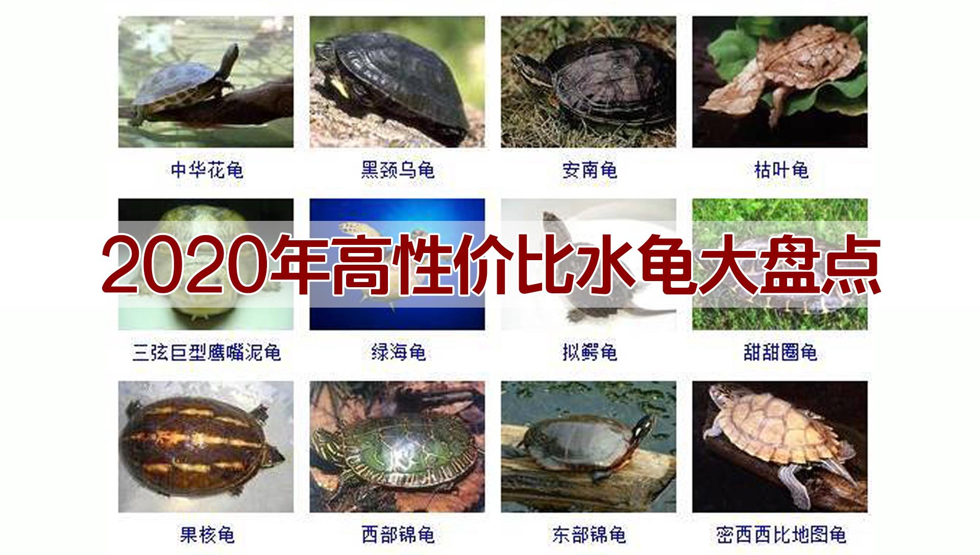 2020高性价比乌龟推荐：养龟虽“邪门”，但这些品种超值又省心！