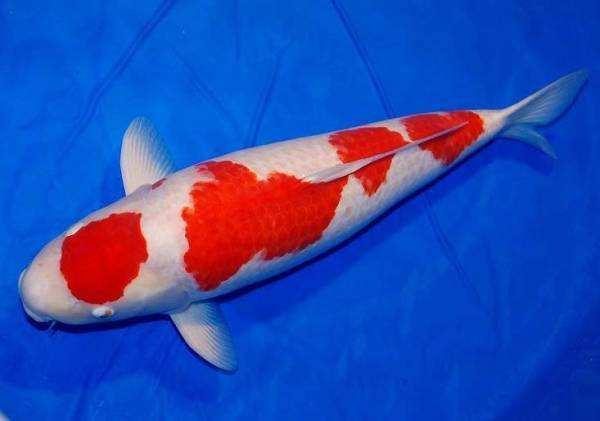 金鱼草与随意草的区别,金鱼草为什么叫金鱼草(冬季饲养锦鲤和草金鱼)