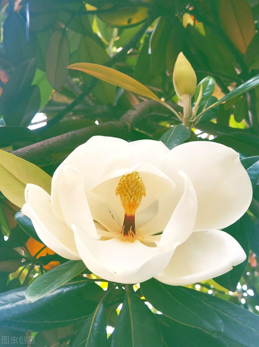 开的花有荷花,向日葵,太阳花,玫瑰花,月季花,蔷薇花,茉莉花,栀子花