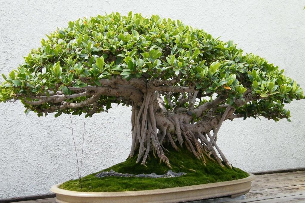榕树是什么植被类型的植物呢(养榕树盆景,只要做好5个养护要点,长得