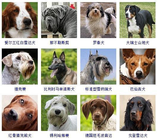 狗狗品种大全及图片（178个宠物狗品种大全，看看你知道几个）