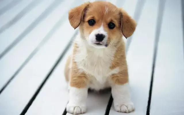 优基狗粮好吗，优基和冠能哪个狗粮好（养狗必修小课堂——狗粮怎么选）