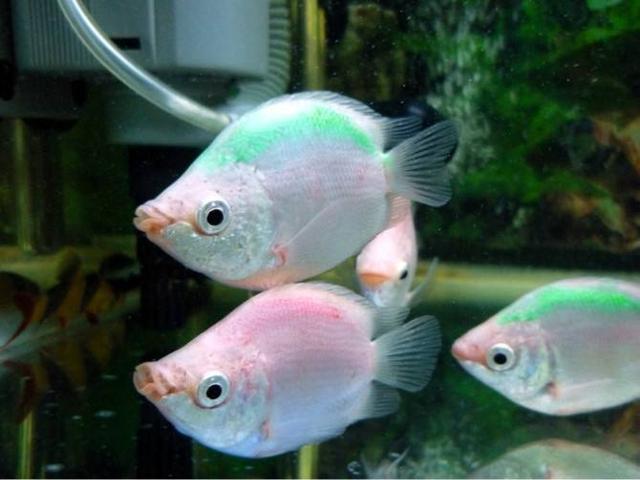 热带鱼的养殖方法和注意事项，斗鱼的养殖方法和注意事项（饲养小型热带观赏鱼有哪些注意事项）