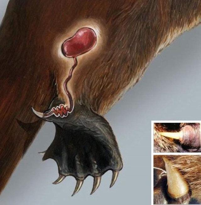 鸭嘴兽简介，鸭嘴兽简介表格式（来自远古的“三不像”）