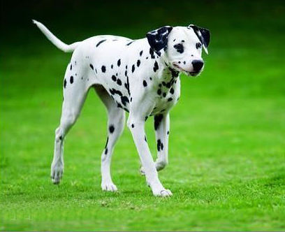 名犬大全（揭秘全世界100多种名贵的狗）