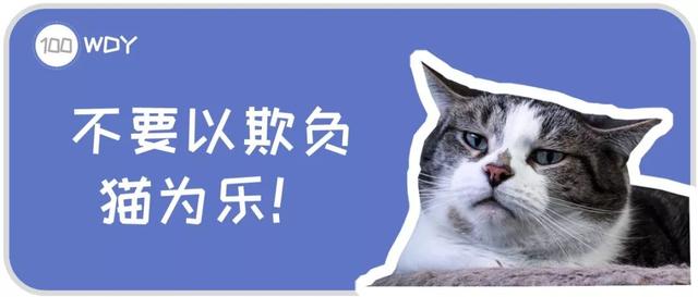 猫咪应激反应症状，猫咪出现应激反应会有什么后果