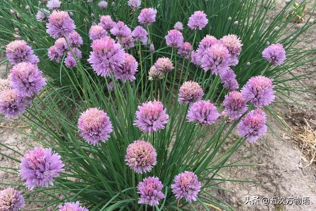 小葱和大葱的区别，小葱和大葱的区别有哪些（国内葱属蔬菜大全，你认识几个）