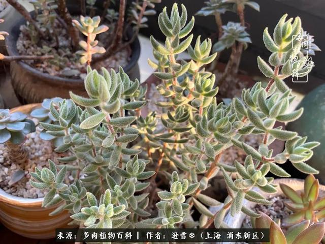 多肉植物图片，感恩相遇，余生相互关照（若绿多肉植物图片）
