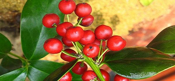 富贵籽怎么种，富贵子的养殖方法和注意事项