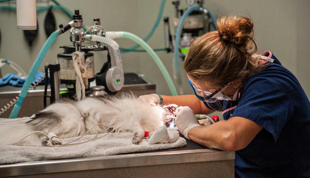 怎样给狗狗正确刷牙，狗狗应该怎么刷牙（给狗狗洗牙，究竟是怎么洗的）