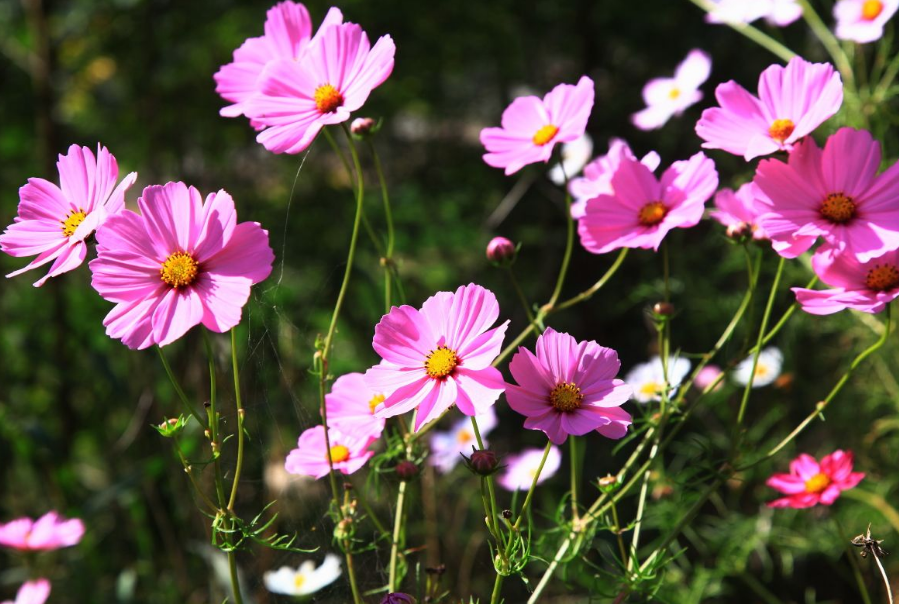 格桑花的寓意和花語(格桑花這麼美麗,真好看,你知道格桑花什麼時候開?