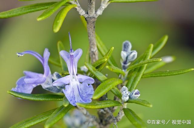 七子白中药面膜配方，七子白到底是什么白（纯露搭配其它，效果可以翻倍）