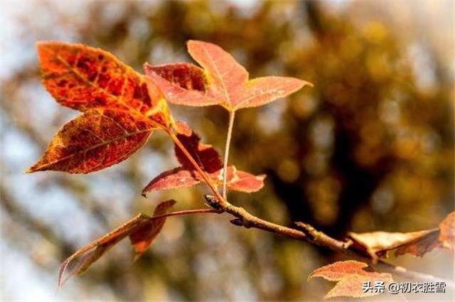 青山绿水下一句，青山绿水下一句是什么（秋日好词：青山绿水）