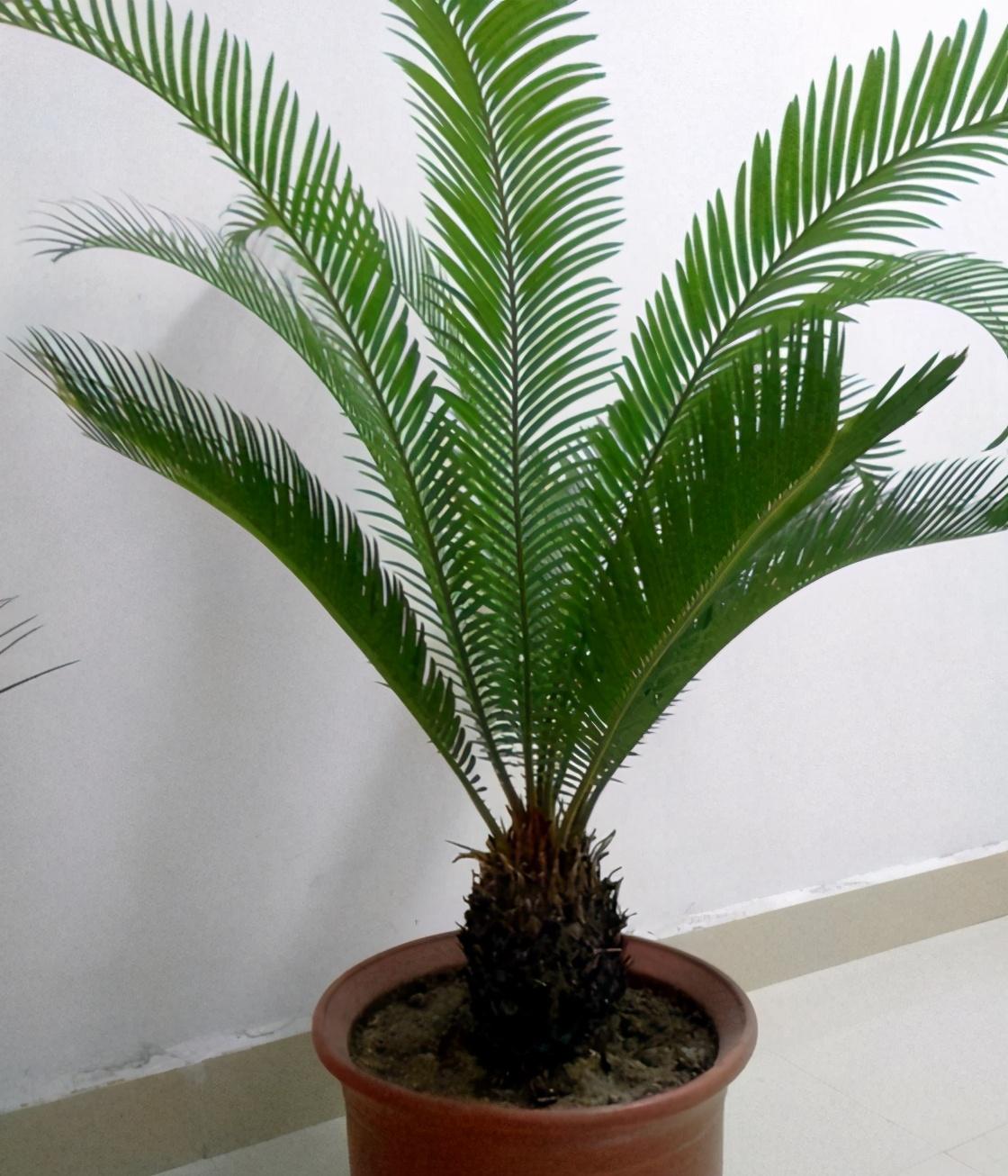 铁树的养殖方法和注意事项(铁树是个好树种,养好铁树