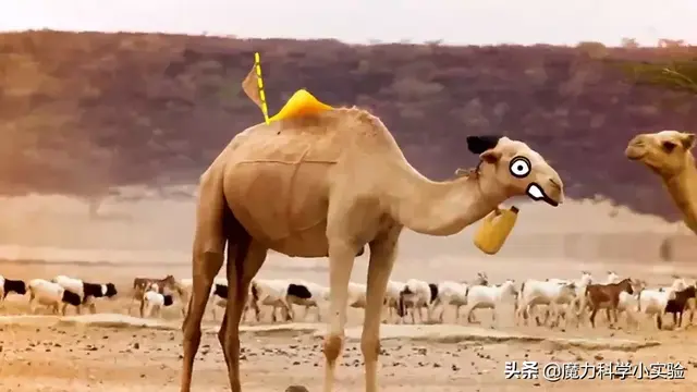 骆驼的驼峰里面主要储存的是什么，骆驼驼峰里面储存的是什么东西（原来骆驼驼峰里的不是水）
