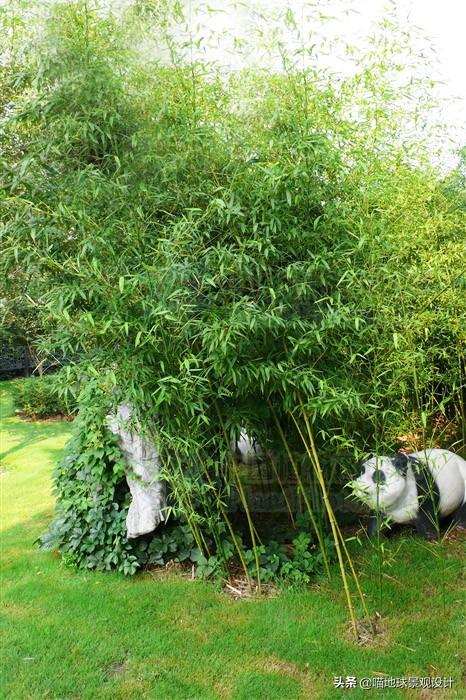 竹子的种类有什么(庭院景观设计:庭院中常用的几种竹子)