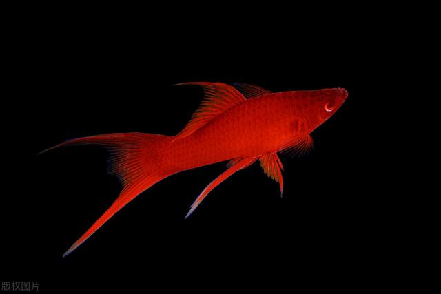 红箭鱼,要学会创造条件(红箭鱼的饲养方法和禁忌)