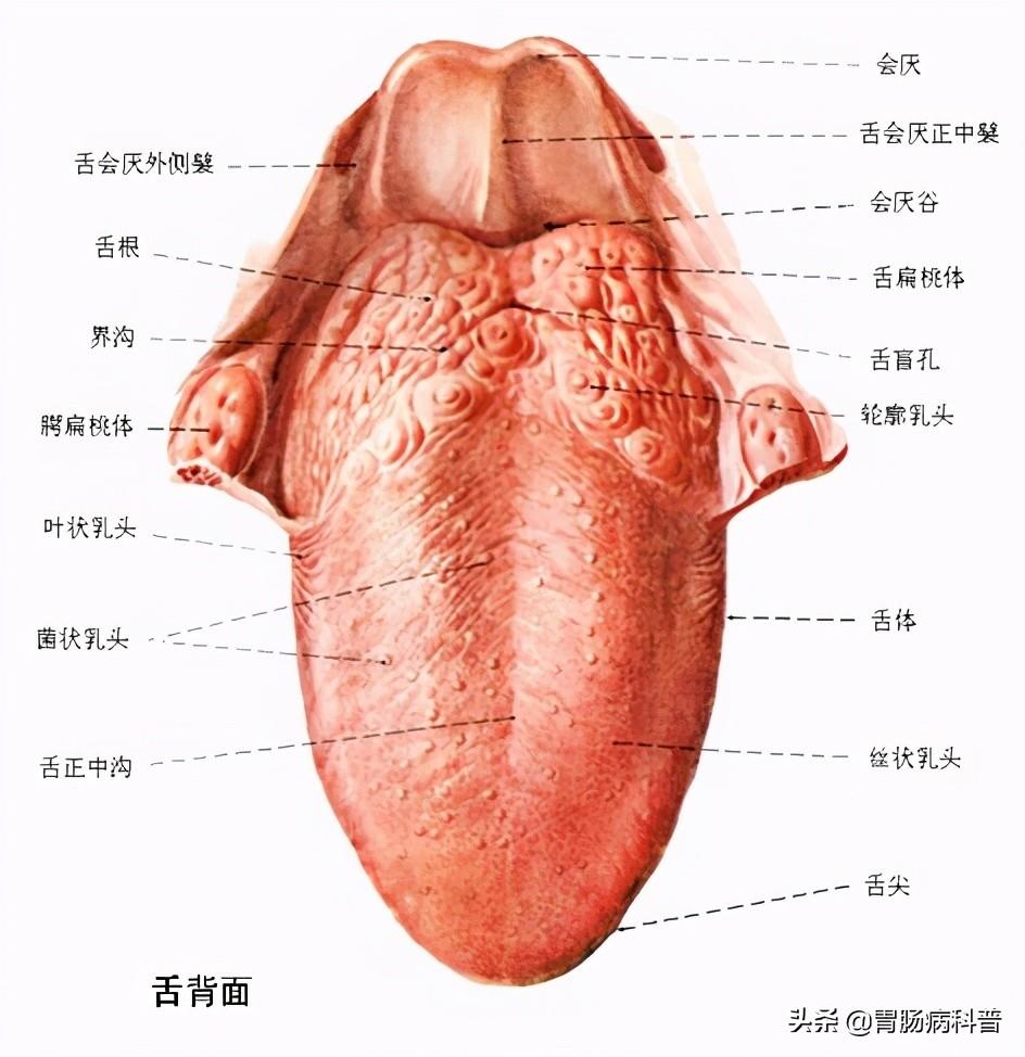 人的肠道有多少米，肠道大概多少米（消化系统解剖图谱+详解）