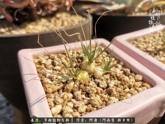 2021九·一八事变是多少周年，2021年是九一八事变的几周年（献给2021最好的春天）