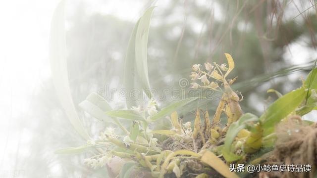 写诗的方法，新手怎样自学写诗（怎么创作出一首优秀的诗歌）