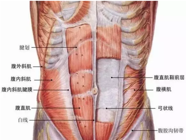 13种人鱼线，人鱼线这4个等级，你在哪一级