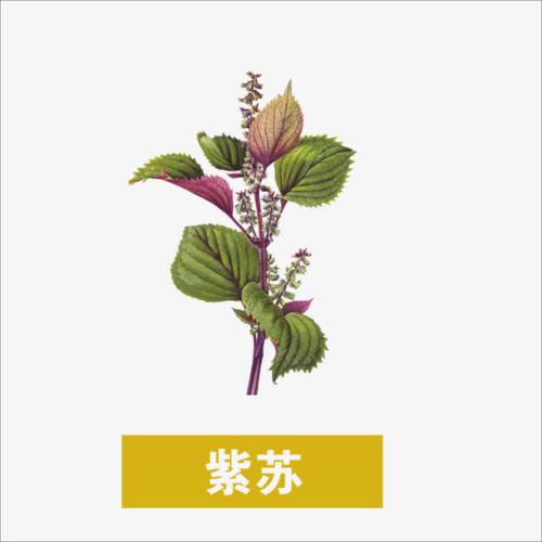 紫苏叶的功效与作用及副作用和用法用量(中药紫苏叶主要功效解析:发表
