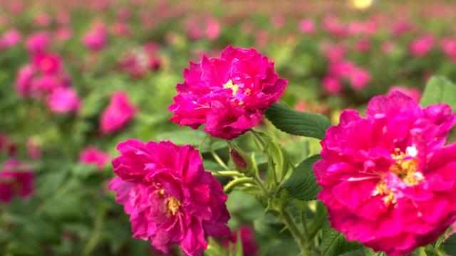 新疆产玫瑰花的地方,新疆玫瑰香葡萄(谁才是中国玫瑰之乡)